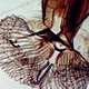 Binocular Biological Microscope